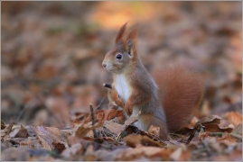<p>VEVERKA OBECNÁ (Sciurus vulgaris)    /Red squirrel - Eichhörnchen/</p>